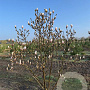 Magnolia soulangeana 200-250 cm draadkluit meerstammig