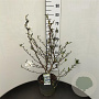 Magnolia stellata 60-80 cm 7,5L