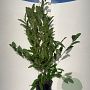 Magnolia stellata 100-125 cm 7,5L solitair