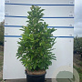 Magnolia 'Susan' 80-100 cm 20L