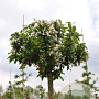 Malus 'Adirondack' 100-125 cm met kluit
