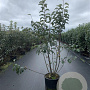 Malus 'Evereste' 100-125 cm 20L
