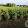 Osmanthus burkwoodii 100-125 cm met kluit