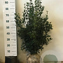 Osmanthus heterophyllus 80-100 cm met kluit