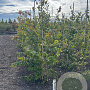 Parrotia persica 175-200 cm met kluit