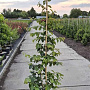 Parrotia persica 175-200 cm 10L