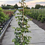 Parrotia persica 175-200 cm 10L