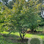 Parrotia persica 350-400 cm draadkluit meerstammig