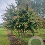 Parrotia persica 350-400 cm draadkluit meerstammig