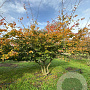 Parrotia persica 350-400 cm draadkluit meerstammig
