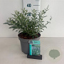 Perovskia 'Blue Spire' 30-40 cm 3,5L