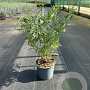 Perovskia 'Blue Spire' 40-60 cm 2,0L