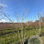 Phellodendron amurense 250-300 cm draadkluit meerstammig