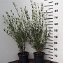 Phillyrea angustifolia 40-60 cm 3,0L