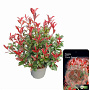 Photinia fraseri Carré Rouge 60-80 cm 10L