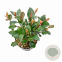 Photinia fraseri 'Little Red Robin' 20-30 cm 2,0L