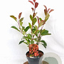 Photinia fraseri 'Red Robin' 40-50 cm 3,0L