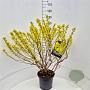 Physocarpus opulif. 'Dart's Gold' 80-100 cm 10L