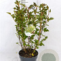 Physocarpus op. Little Leena 30-40 cm 3,0L