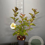 Physocarpus opulif. Magic Ball 40-50 cm 3,0L
