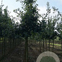 Quercus robur 18-20 HO draadkluit