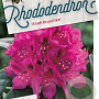Rhododendron 'Anah Kruschke' 30-40 cm 5,0L