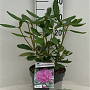 Rhododendron 'Catawb. Boursault' 30-40 cm 5,0L
