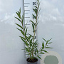 Salix vitellina 40-60 cm 2,0L