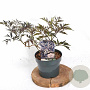 Sambucus nigra Black Lace 30-40 cm 3,0L