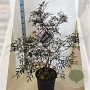 Sambucus nigra Black Lace 80-100 cm 20L