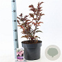 Sambucus nigra Black Tower 30-40 cm 5,0L