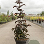 Sambucus nigra Black Tower 80-100 cm 10L