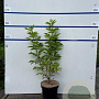 Sambucus racemosa 80-100 cm 7,5L