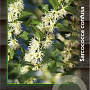 Sarcococca confusa 30-40 cm 2,0L