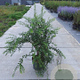 Spiraea cinerea 'Grefsheim' 80-100 cm 10L