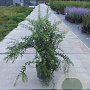 Spiraea cinerea 'Grefsheim' 80-100 cm 10L