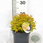 Spiraea jap. 'Golden Princess' 25-30 cm 3,0L