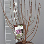 Syringa meyeri 'Palibin' 40-50 cm 5,0L