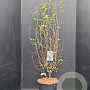 Syringa microphylla 'Superba' 125-150 cm 15L