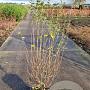Syringa microphylla 'Superba' 125-150 cm 15L