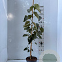 Tilia henryana 100-125 cm 5,0L