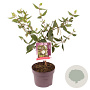 Viburnum burkwoodii 30-40 cm 3,0L