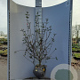 Viburnum burkwoodii 100-125 cm met kluit