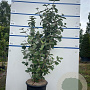 Viburnum carlcephalum 125-150 cm 20L