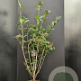 Viburnum opulus 100-125 cm 10L