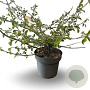 Viburnum plic. 'Mariesii' 60-80 cm 12L