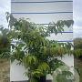 Viburnum plic. 'Mariesii' 100-125 cm 20L