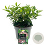 Viburnum tin. 'Eve Price' 25-30 cm 2,0L