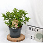 Viburnum tin. 'Eve Price' 40-50 cm 5,0L