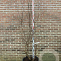 Vitex agnus-castus Delta Blues 175-200 cm cont. 70L meerstammig